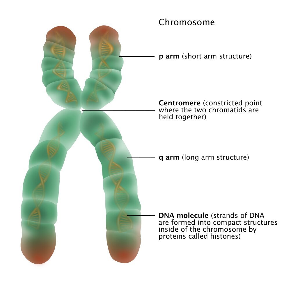 صورة توضيحية للكروموسوم