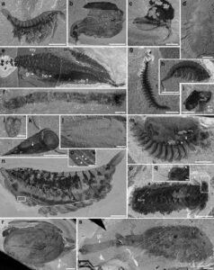cambrian